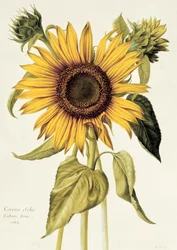 Helianthus annuus (solsikke), nr. 71 fra «Velins du Roi bind 36», ca. 1666-85