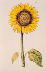 Solsikke eller Helianthus, fra 