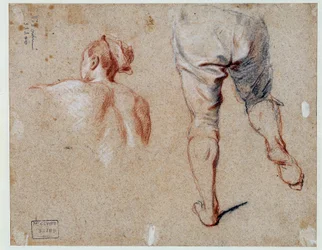 Studie av anatomi Oljetegning av Nicolas Vleughels (1668-1737) Paris fra 1700-tallet, Louvre-museet