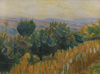 Vintreet mot lyset. En hveteåker i forgrunnen. Villa Linda, Firenze