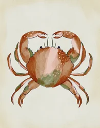 Akvarellkrabbe