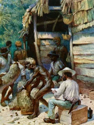 En handelsmann fra South Sea Island og sekkene hans med elfenbensnøtter, 1908
