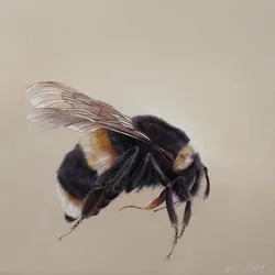 Bombus terrestis 8, 2013 (akryl på tre)