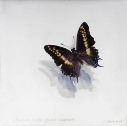 Charaxes castor, kjempekeiser, 2014 (akryl på gessoert tre)