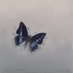 Charaxes imperialis 1 (b), 2014 (akryl på tre)