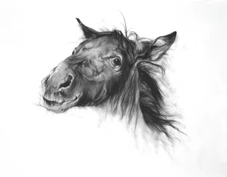 Colt, 2002 (kull på Fabriano-papir)