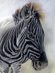 Equus burchelli 1 (detalj), 2009 (kull, conte og krittpastell på Bockingford-papir)