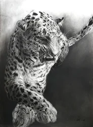Panthera pardus 1, 2009 (kull og conte på Fabriano-papir)
