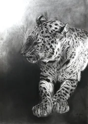 Panthera pardus 2, 2009 (kull og conte på Fabriano-papir)