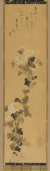 Krysantemum, 1700-1800-tallet.