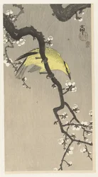 Kinesisk oriole på plommeblomstgren