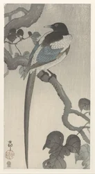 Magpie på tregren