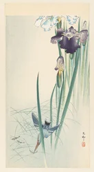 Kingfisher og iris