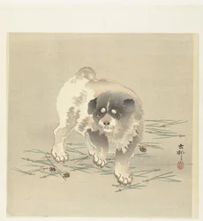 ung hund
