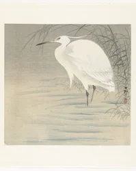 Lille Egret