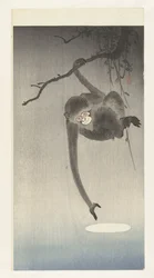 Monkey strekker seg etter refleksjon av månen