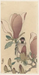 Spurv på blomstrende magnoliagren