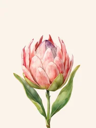 Rosa proteablomst