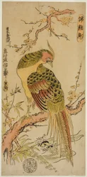 Gullfasan (Kinkeicho)