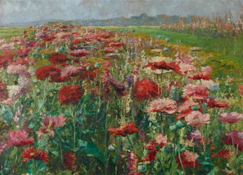 Blomstrende valmuer
