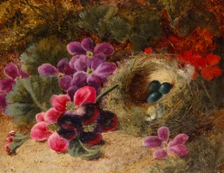 Et fuglerede og pelargonier