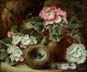 Blomster (primulaer) og et fuglerede. Maleri av Oliver Clare (ca. 1853–1927). Privat samling.