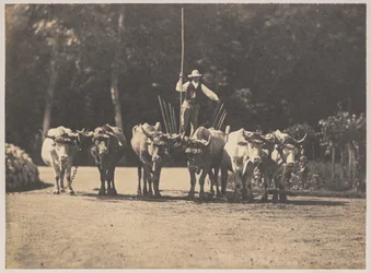 Six Oxen Team med sjåføren deres, ca. 1853.