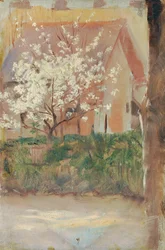Hvitt blomstrende tre i forgården