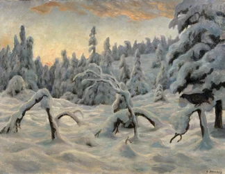 Granskog etter snøfall