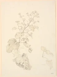 Søppelplanter.