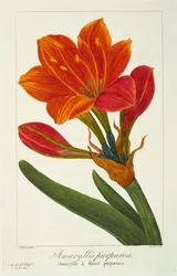 Amaryllis Purpurea, pub. 1836.    1186230   no       norwegian Successfully Translated  Original: The Finding of Moses Translat: The Finding of Moses 1231278 no norwegian Successfully Translated Original: Ornamental Panel, ca. 1514-36. Translat: Ornamental