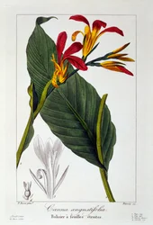 Canna eller Indian Shot Flower, pub. 1836.