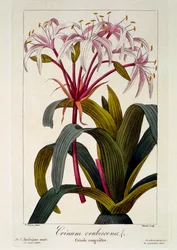 Rødmende hår, pub. 1836
