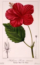 Hibiscus: H. rosa-sinensis, pub. 1836.