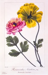 Persisk smørblomst, pub. 1836.