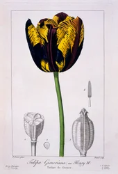 Tulipan: Kong Henrik IV., pub. 1836.