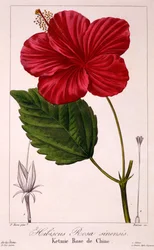 Hibiscus rosa-sinensis, 1836 (håndfarget gravering)