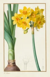 Polyanthus eller Cluster Narcissus (botanisk: Narcissus tazetta)
