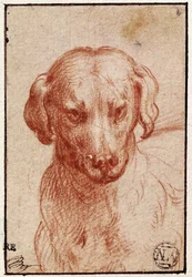 Hodet til en hund (rødt kritt på papir)