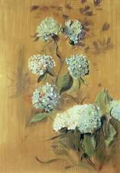 Hortensia (pastell på papir)