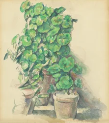Pelargonier, 18881890.