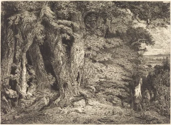 Inngang til skogen