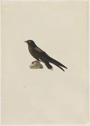 Pigghaleseiler, Hirundapus caudacutus, 1800-tallet.