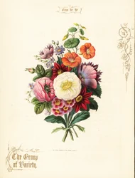 Bukett av hvit rose, dahlia, nasturtium, auricula.