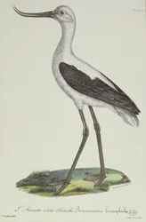 White-Headed Avocet, tidlig på 1800-tallet (fargegravering)