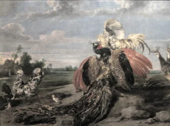 Påfugl- og hanekamper