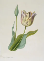 Tulipa, Tulipan, c1840-1880.