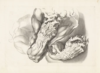 Anatomiske studier av armer Tegneboken til Peter Paul Rubens (serietittel)