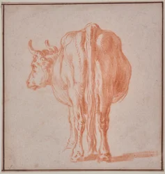 Ku (dyrestudie)