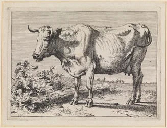 Ku med vridd horn